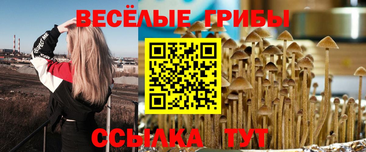 Псилоцибиновые грибы Psilocybe Находка